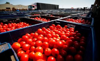 Россельхознадзор частично снял ограничения на импорт томатов из Азербайджана