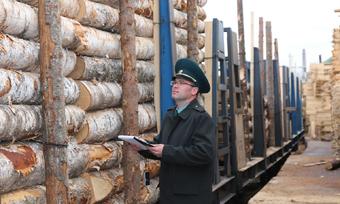 Контроль за оборотом древесины переведут в «цифру»