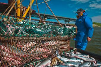 Требования к проведению инспекции рыбной продукции дикого промысла